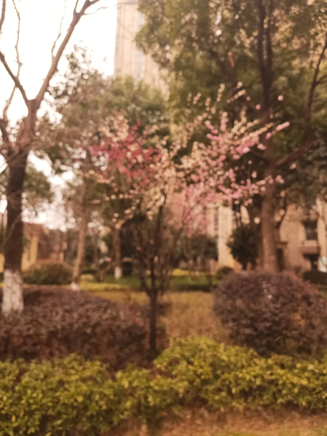 神州中泰代生宝宝多少钱？神州中泰供卵真实评价